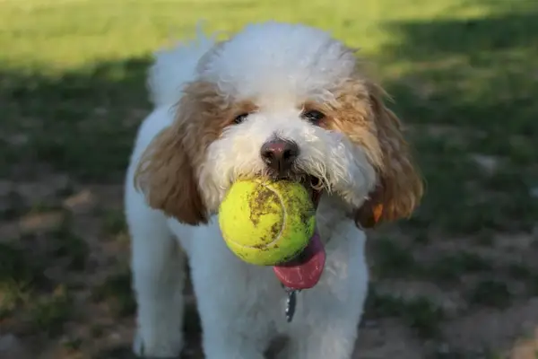 Gos Bichon Poo amb pilota a la boca