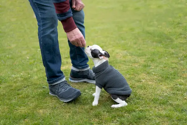 пас бостонски теријер добија посластицу на тренингу