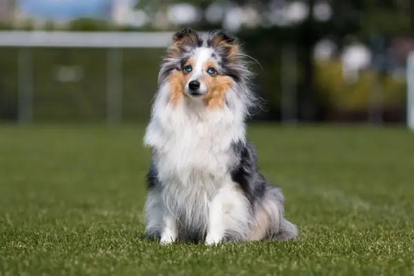 Qué tan grande se vuelve un Sheltie: con tabla de crecimiento y peso