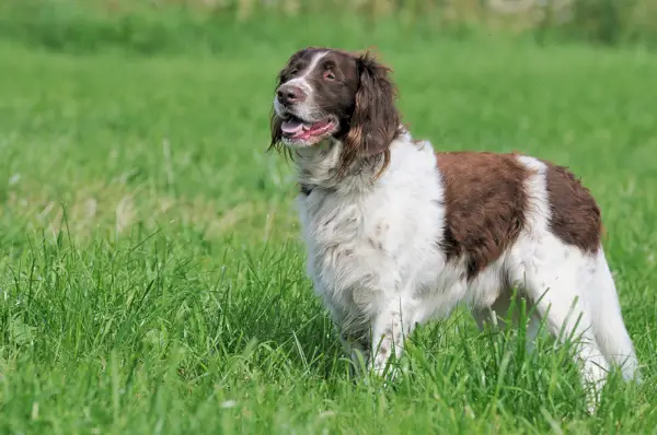 gran perro munsterlander en el campo