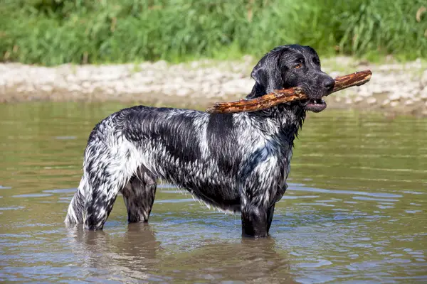 Gran perro Munsterlander en el agua.
