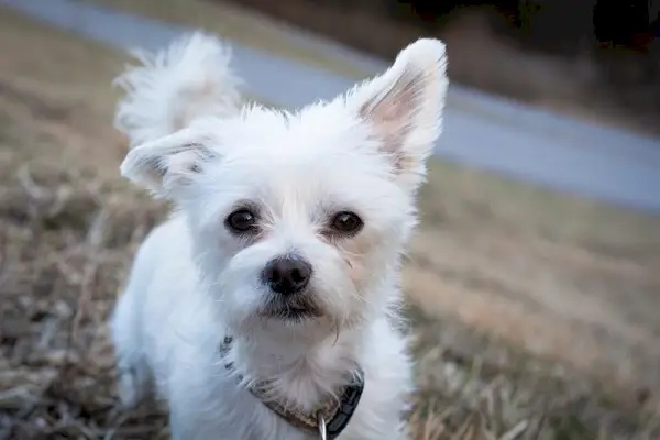 Mand vs kvindelig malteser: Hvad er forskellen? (Med billeder)