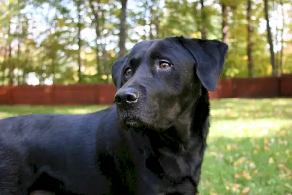 черен лабрадор ретривър