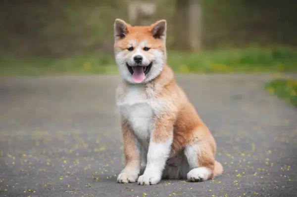 Štěně Akita Inu venku
