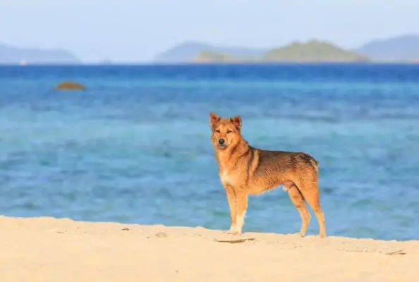 Akita Rhodéský ridgeback na pláži