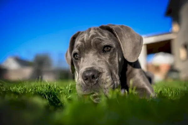 Cane Corso tumbado sobre la hierba
