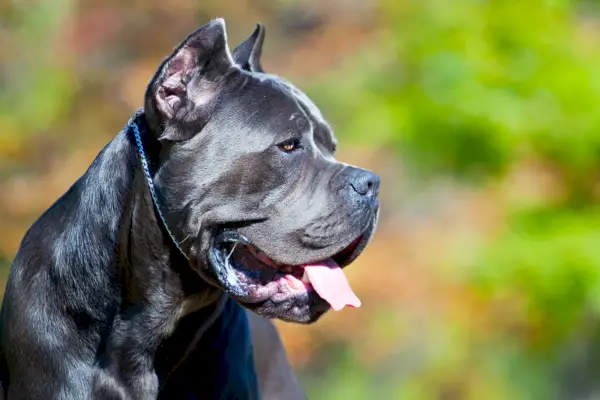 Perro Cane Corso italiano