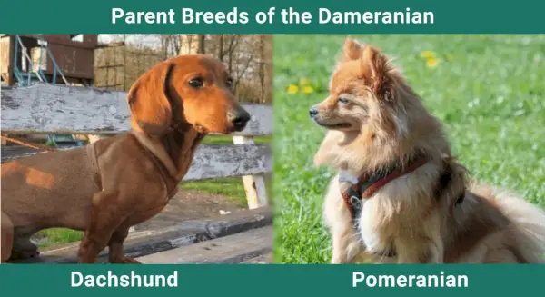 Dameranian (mescla de Dachshund i Pomeranian): imatges, informació, cura i més