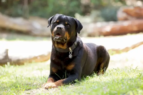 Rottweiler-Hund auf dem Gras