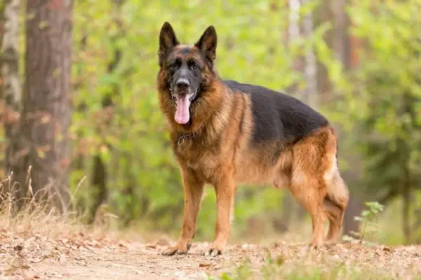 Deutscher Schäferhund_Osetrik, Shutterstock