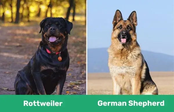 Rottweiler vs. Deutscher Schäferhund: Die Unterschiede (mit Bildern)