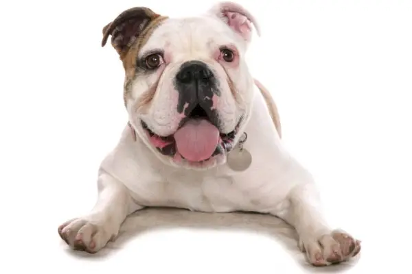 Булдог от старо време_chrisbrignell_Shutterstock