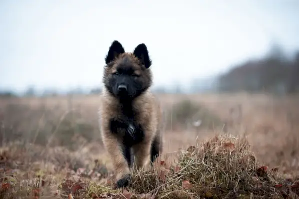 Szczeniak belgijskiego Tervuren na wrzosowisku