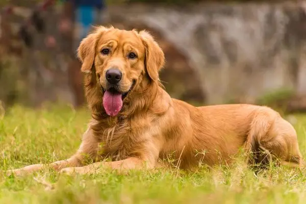 Dark Golden Retriever: fapte, origine, imagini și istorie