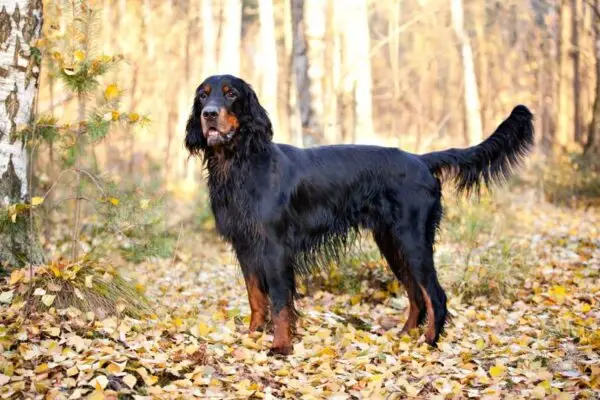 Gordon Setter: Info, bilder, fakta och egenskaper