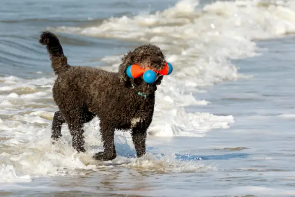 Černý standardní pudl pes dovádí ve vlnách na břehu