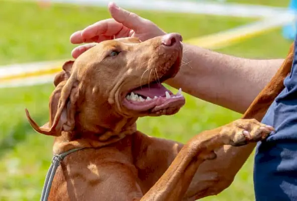 куче vizsla си играе със собственика на открито