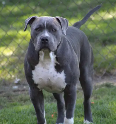 アメリカのXLいじめっ子