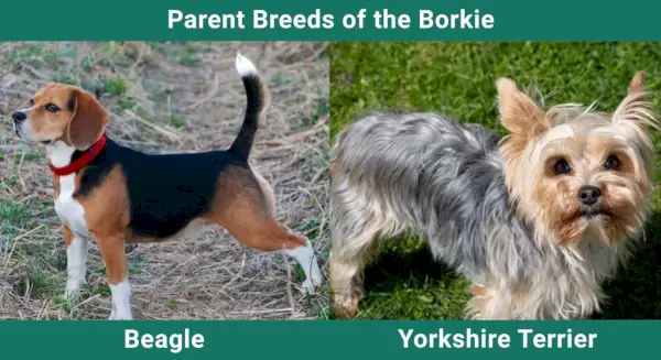 Parent_breeds_Borkie