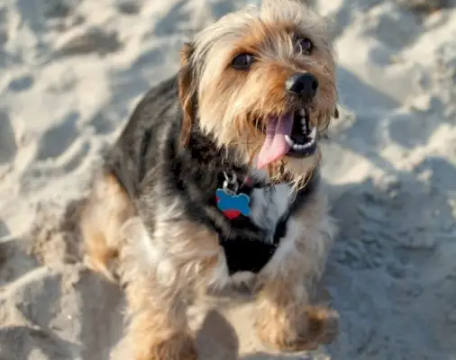 Borkie (mezcla de Yorkshire Terrier y Beagle): información, imágenes y cuidados