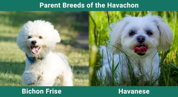 Parent_breeds_Havachon