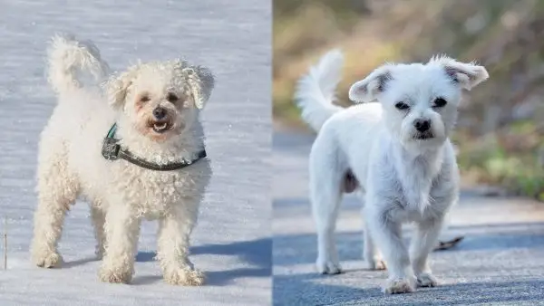 Havanese i Bichon Frise (1)