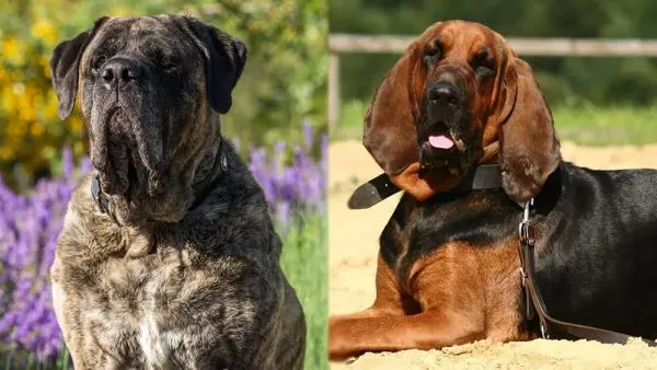 Mastiff Bloodhound Mix : soins, photos, informations et plus