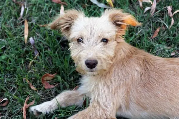 Poo Shi (пудел x шиба ину)