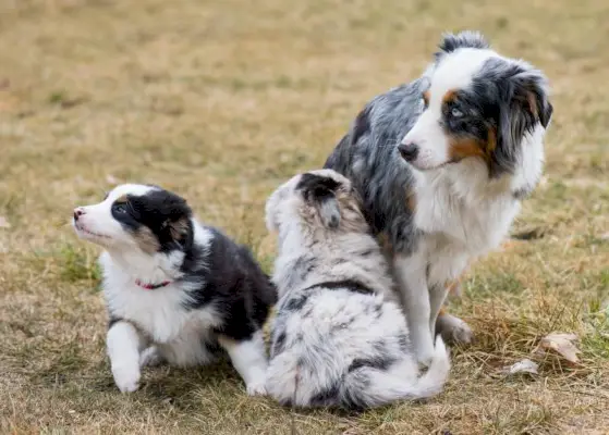 Rasechte moeder van de Australian Shepherd en haar puppy's op de weide