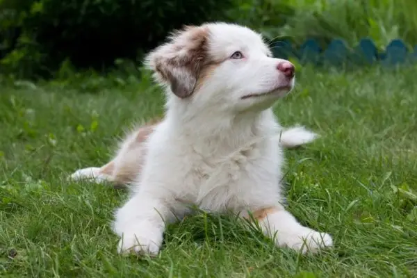 witte Australische herderpuppy op het gras