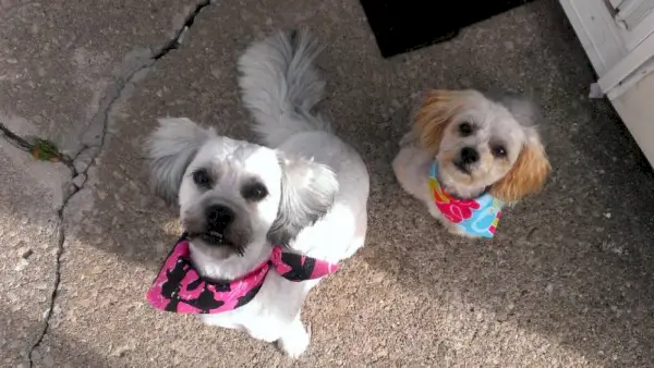 Йорки Пу и щенки Аушипу