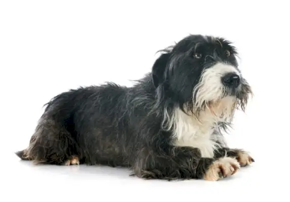 8 Bryssel Griffon-blandningar (med bilder)