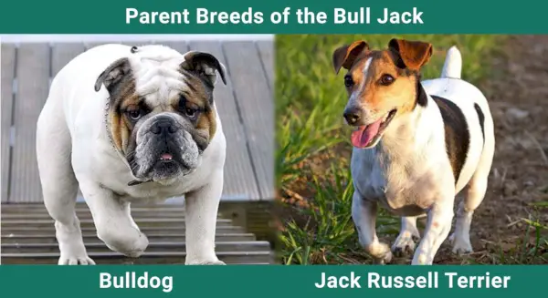 Parent_breeds_Bull Jack
