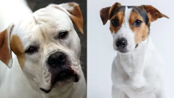 Bull-Jack (mezcla de Bulldog y Jack Russell): ¡información, imágenes, cuidados y más!