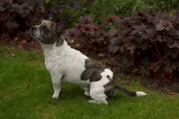 bullhuahua francés_Ger Pouwels_Shutterstock