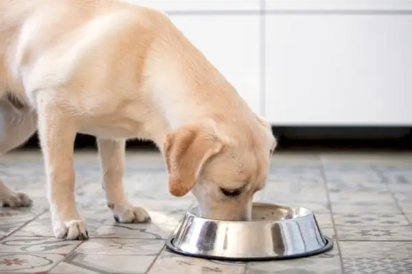 лабрадор яде от купа