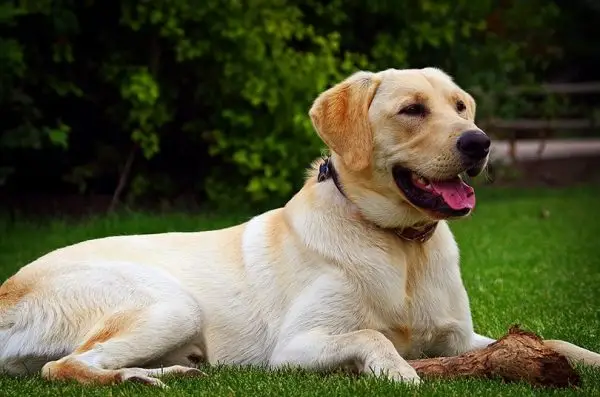 Razza di cane Golden Labrador (Goldador): informazioni, immagini, cura e altro