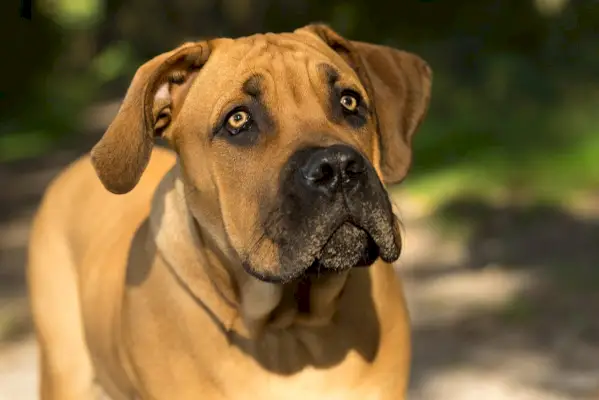 młody boerboel