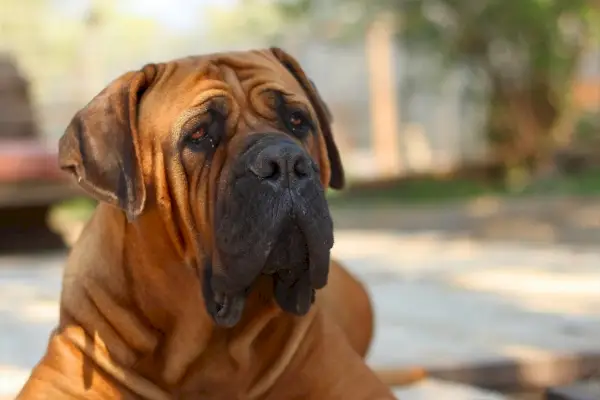 ¿Qué tan fuerte es la fuerza de mordida de un Boerboel? Medida y hechos de PSI