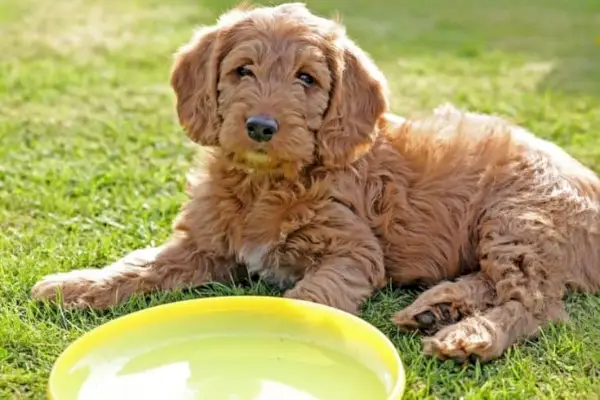 Labradoodle-Welpen