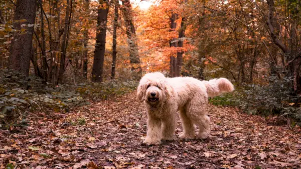 Labradoodle im Wald