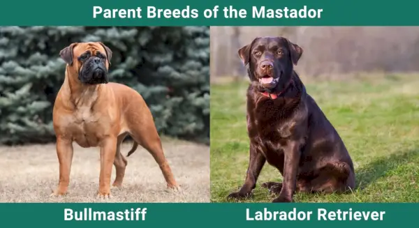 Parent_breeds_Mastador