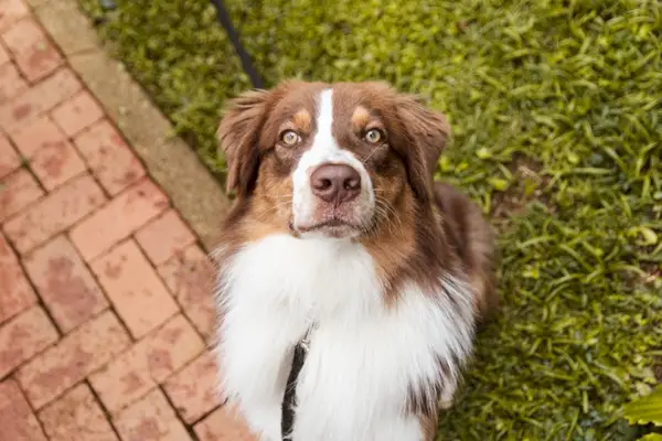 Red Tri Australian Shepherd sitter