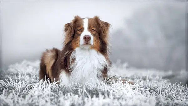 Red Tri Australian Shepherd på snø