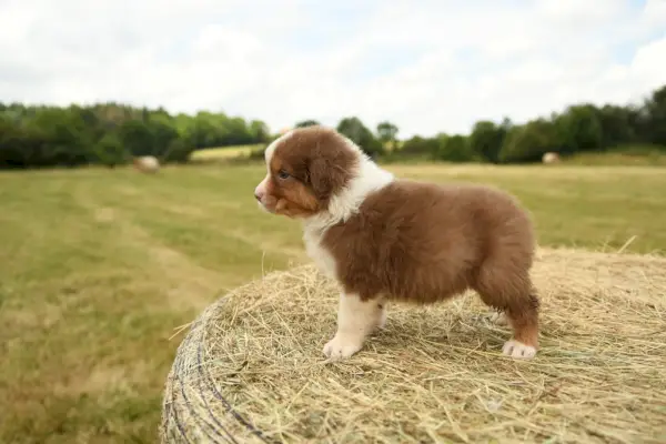 Rød Australian Shepherd-valp i naturen