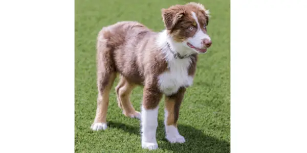 Rød Tri Australian Shepherd-valp i gresset