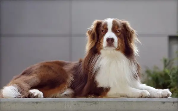 Red Tri Australian Shepherd: fakta, bilder, opprinnelse og historie