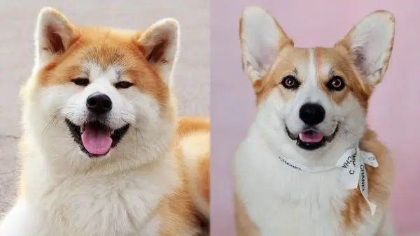 Akita Corgi blandet hunderace: pleje, billeder, info og mere