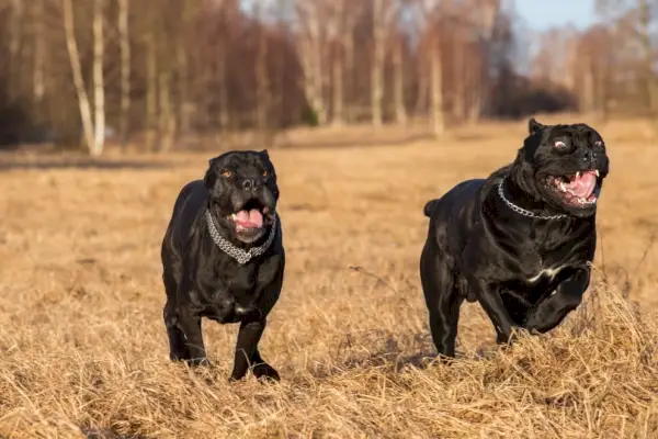 dos perros cane corso corriendo
