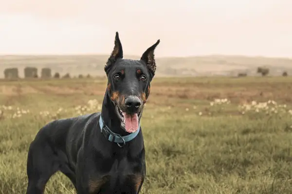 Doberman en campo de hierba